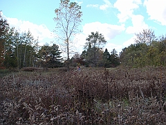 12 Shiawassee National Wildlife Refuge [2008 Nov 5]